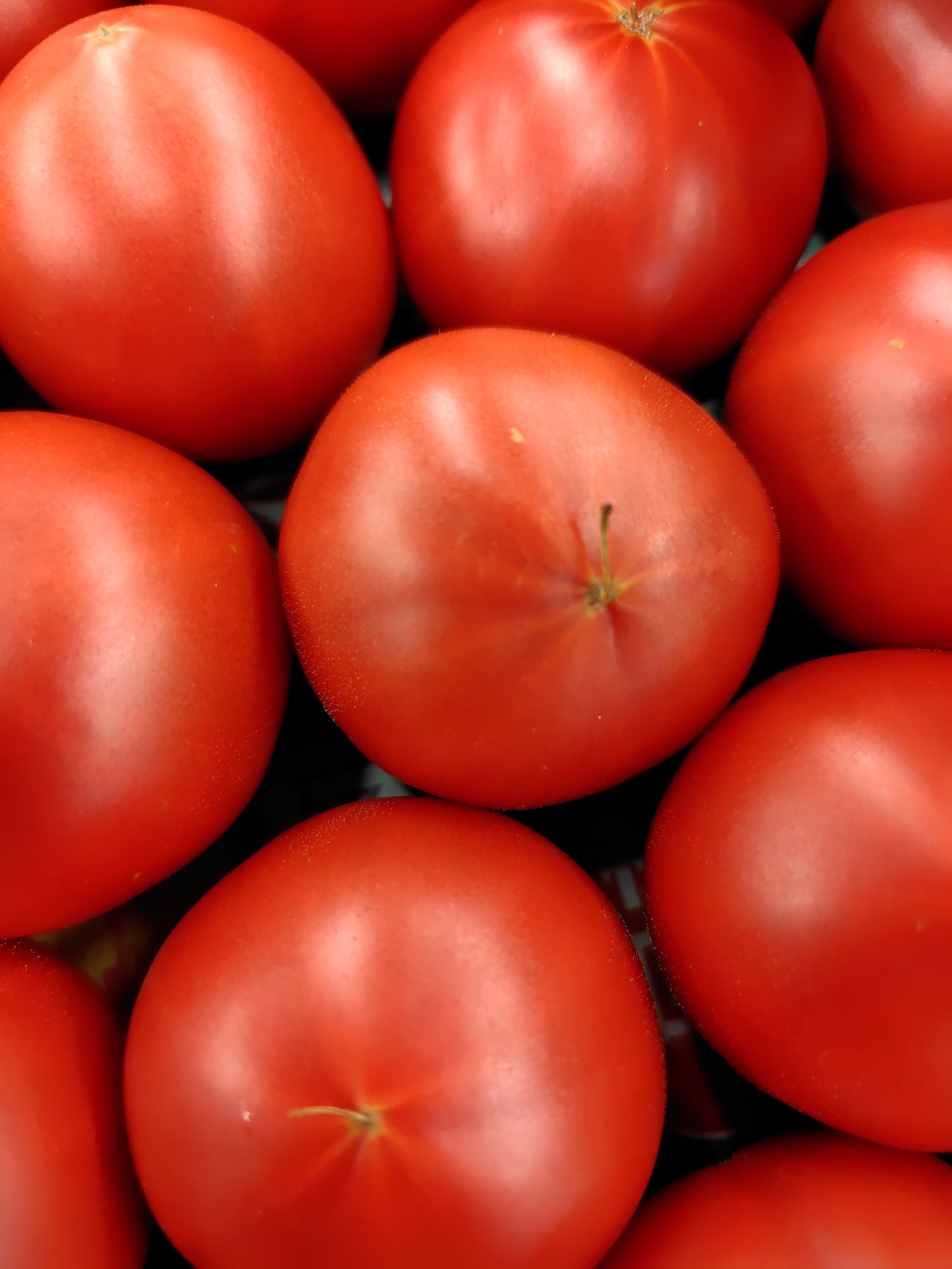 和歌山フルーツトマト