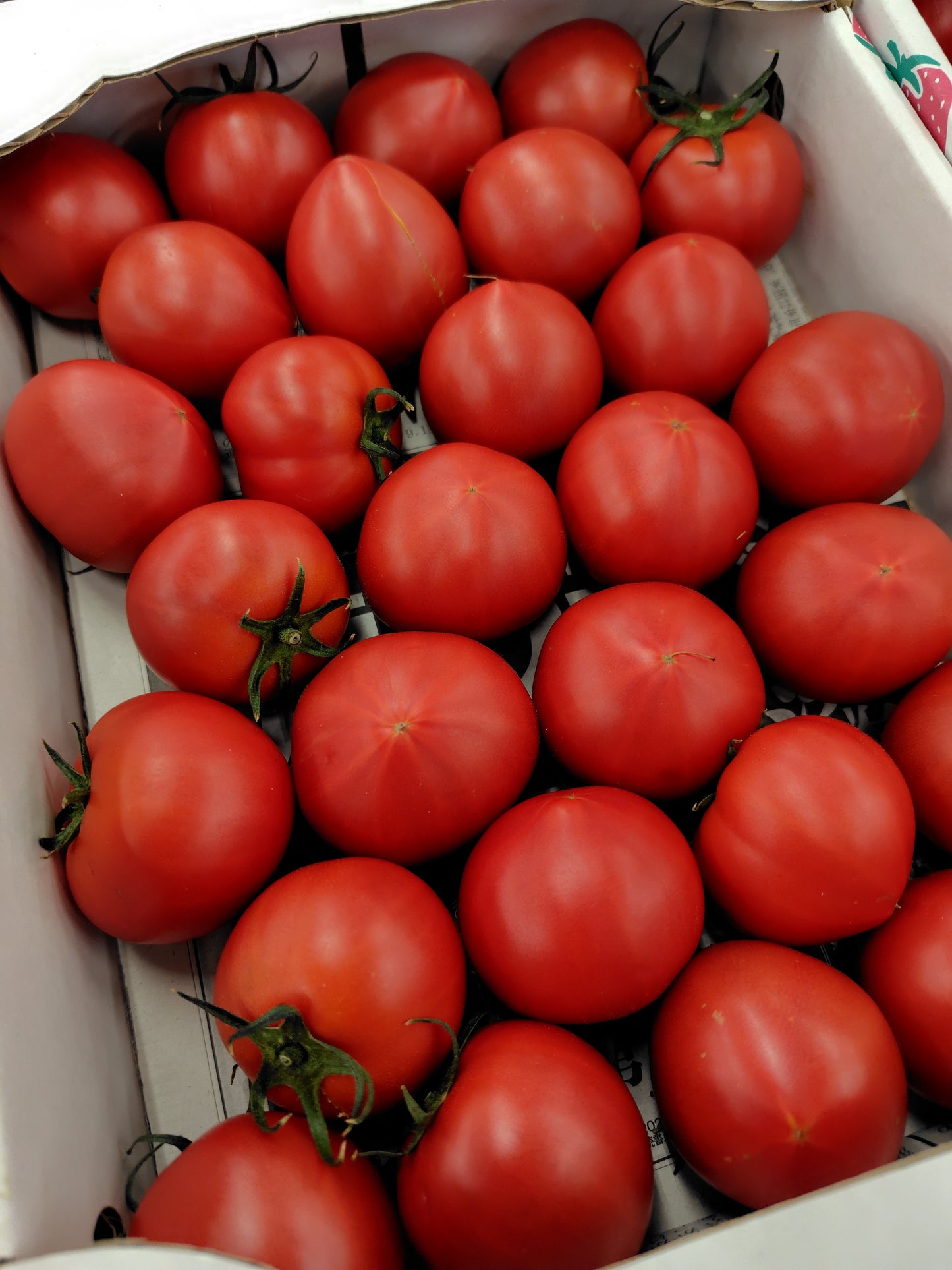 和歌山フルーツトマト