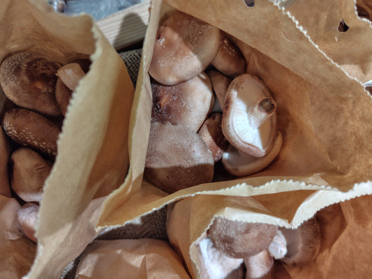 菌床椎茸（和泉市）