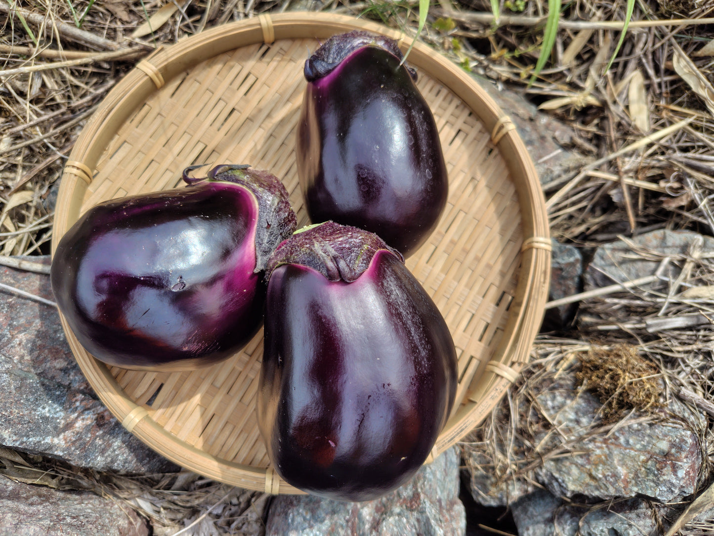 泉州水茄子3個入り